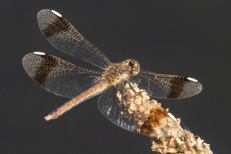 Sympetrum pedemontanum female-2.jpg